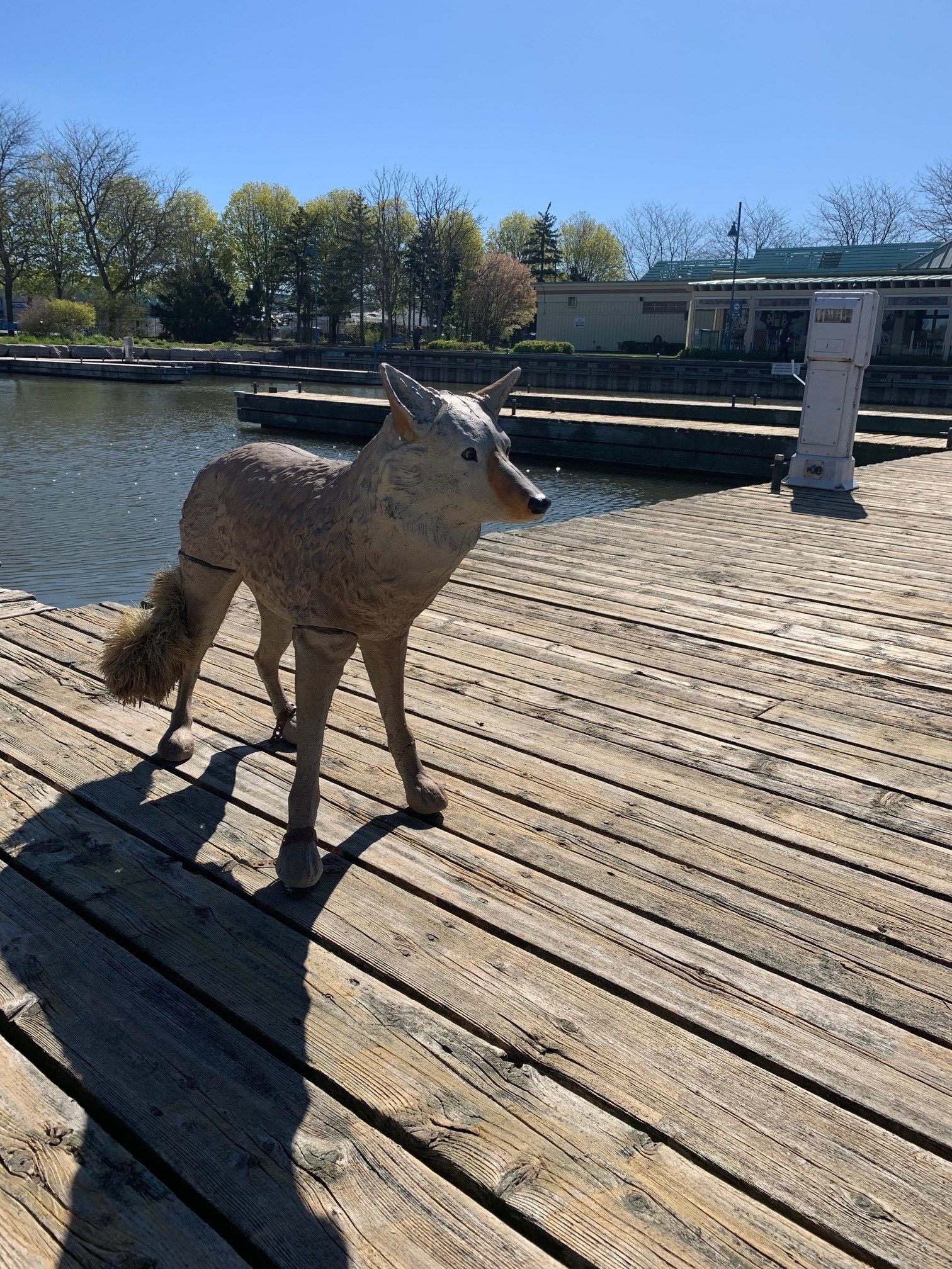 Coyote Decoys on the Marina Docks Councillor Stephen Dasko, Ward 1
